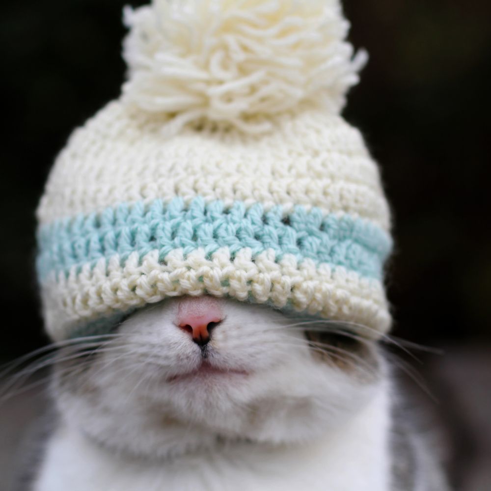Essential Tips for Caring for Your Feline Friend