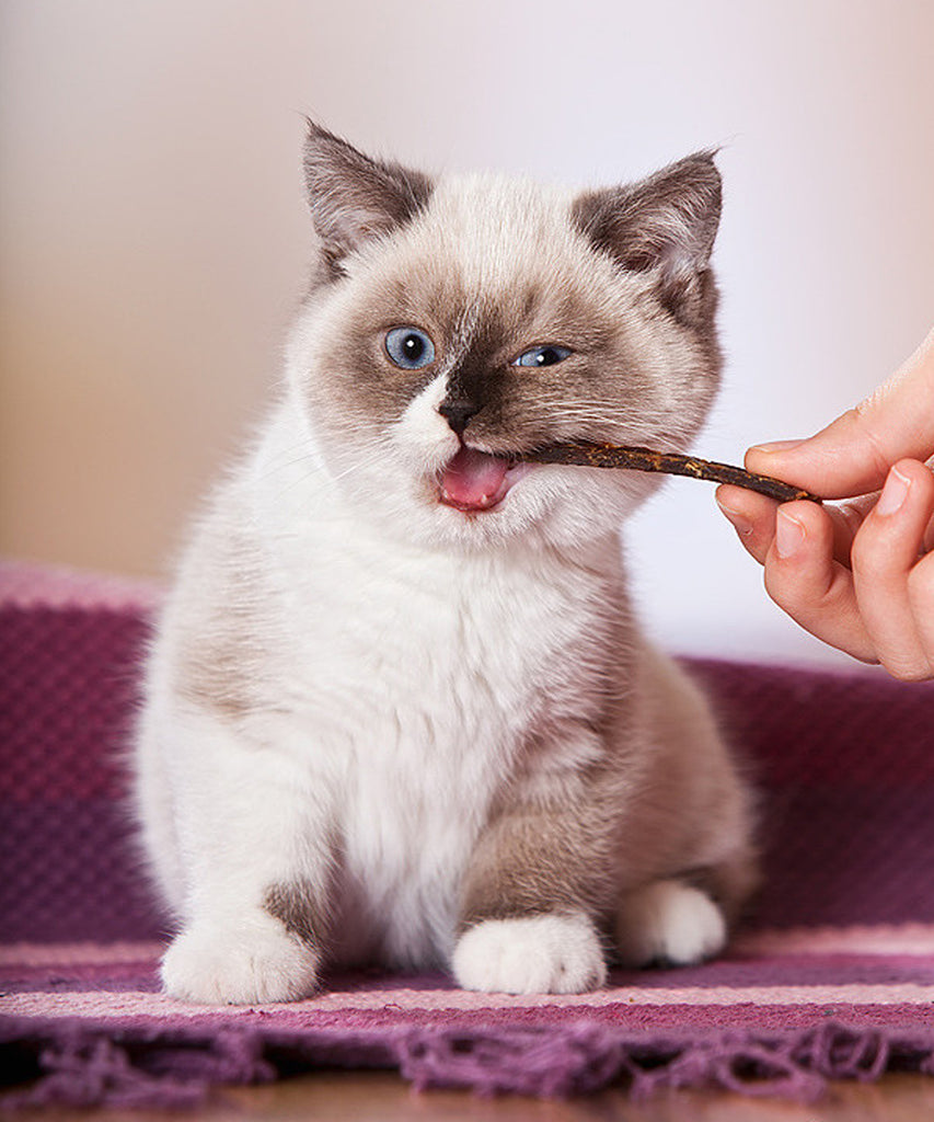 Understanding and Managing Your Cat's Worry
