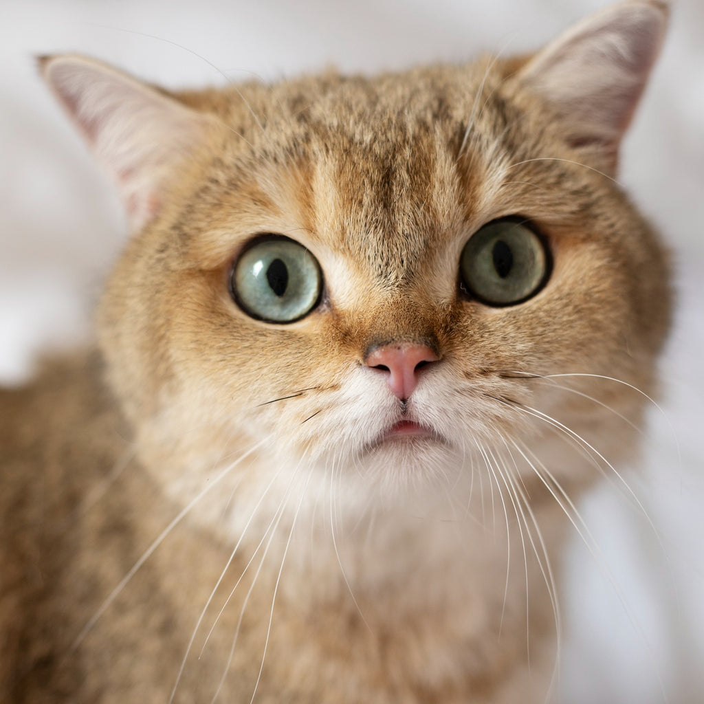 What can the cat's nose tell us?