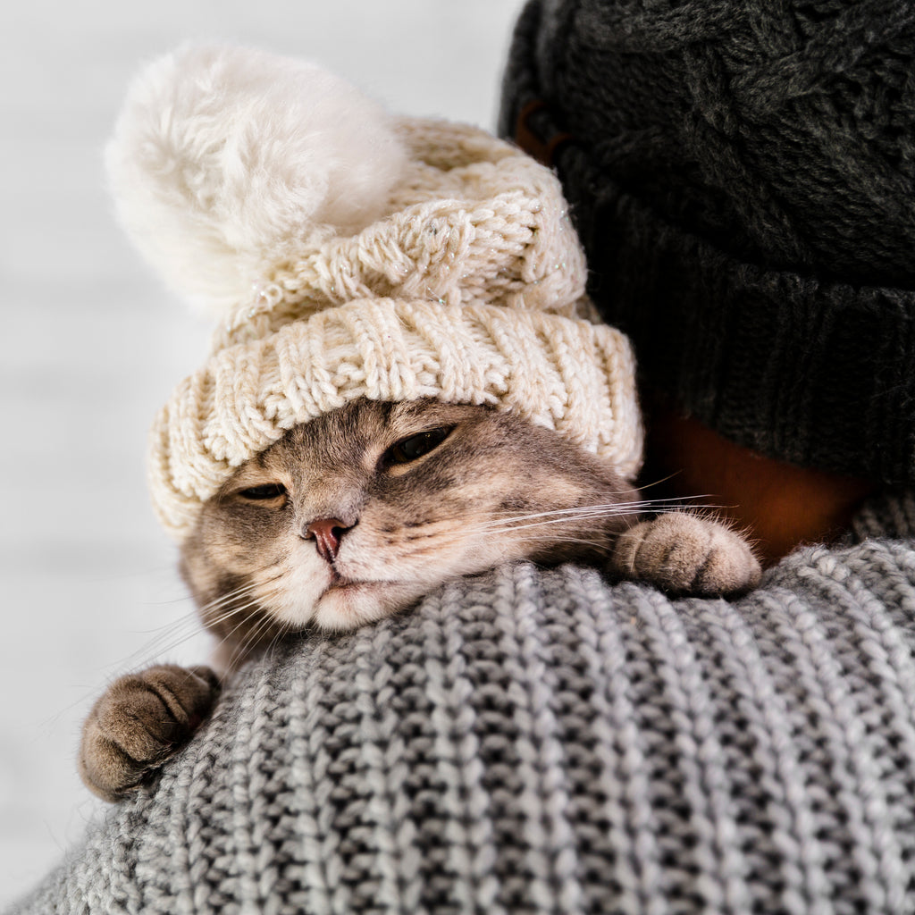 A Guide to the Personalities of Different Cat Breeds